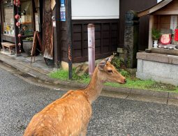A spotted deer standing on a damp street corner in Naramachi next to a small shrine and traditional shop.