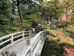 A wooden arched bridge crossing a stream in the Momijidani Garden on the Wakayama Castle grounds, surrounded by colorful autumn leaves.
