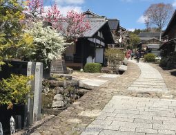 The stone-paved street of Magome-juku and its traditional houses, featuring blooming pink and white spring trees.