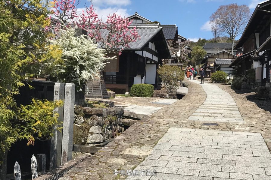 The stone-paved street of Magome-juku and its traditional houses, featuring blooming pink and white spring trees.