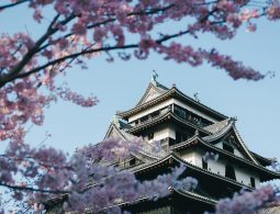 The Matsue Castle keep viewed through the foreground branches of pink cherry blossoms in spring.