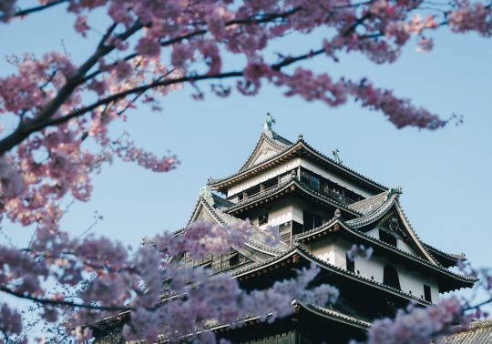 The Matsue Castle keep viewed through the foreground branches of pink cherry blossoms in spring.