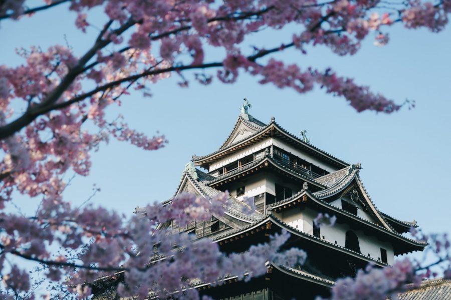 The Matsue Castle keep viewed through the foreground branches of pink cherry blossoms in spring.