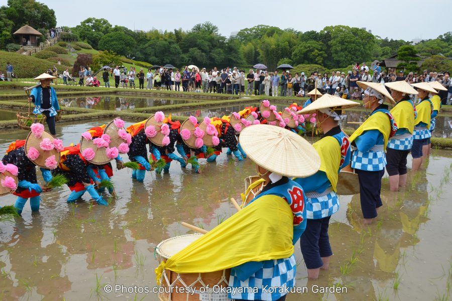 A rice-planting festival in a flooded paddy field within Korakuen Garden, showing participants in colorful traditional costumes with pink floral decorations, watched by a crowd.