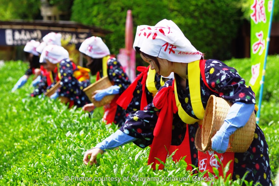 A close-up of people in traditional attire picking tea leaves in the vibrant green tea plantation area of Korakuen Garden.