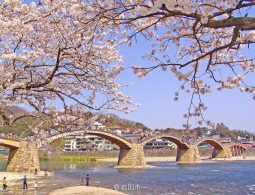 The Kintai Bridge spanning the river in spring, framed by branches of blooming pink cherry blossoms under a bright blue sky.