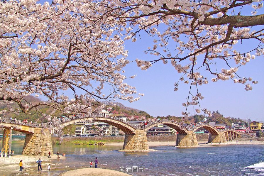 The Kintai Bridge spanning the river in spring, framed by branches of blooming pink cherry blossoms under a bright blue sky.