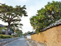 A preserved street in Hagi Castle Town bordered by a stone wall on the left and a rough, tiled mud wall with orange fruit trees hanging over it on the right.