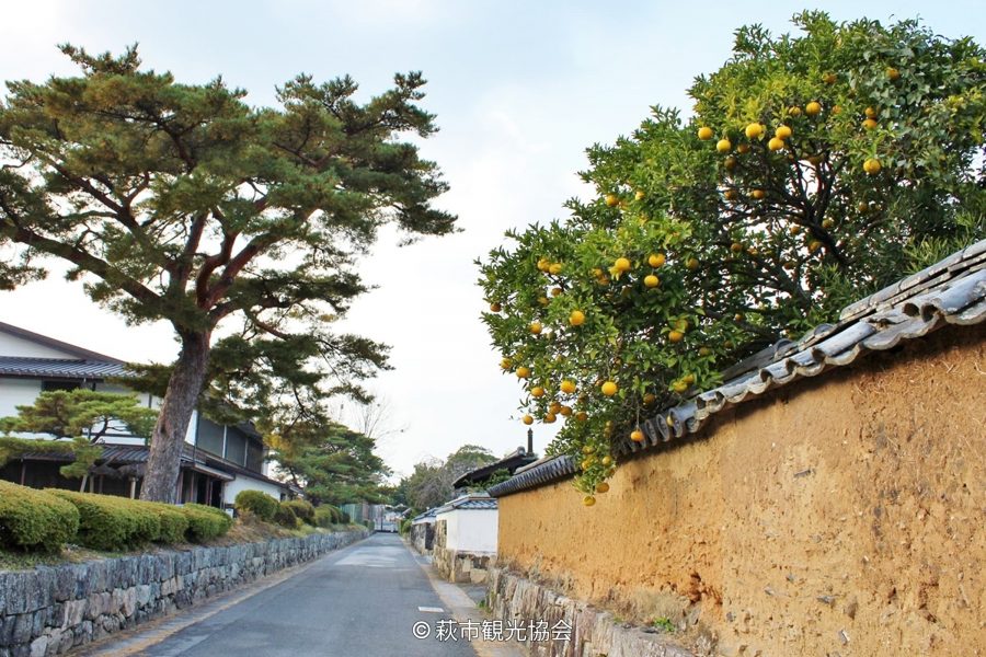 A preserved street in Hagi Castle Town bordered by a stone wall on the left and a rough, tiled mud wall with orange fruit trees hanging over it on the right.