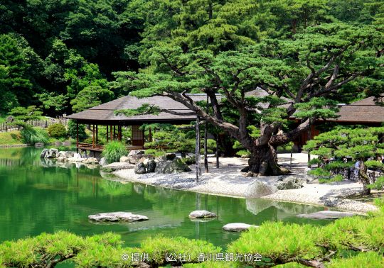 The Kikugetsutei teahouse complex on the edge of the pond, framed by a massive, sculpted pine tree and reflecting in the green water.