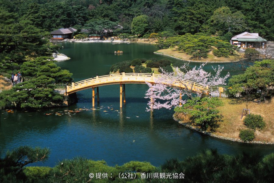 A bright yellow arched bridge over a pond, with koi fish swimming below and a pink cherry tree blooming on the right bank.