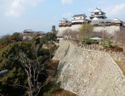 A long-distance view of the Matsuyama Castle complex, showing the connected keeps and structures built atop high stone walls, surrounded by park grounds.