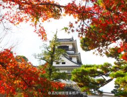 The white-walled Kochi Castle keep framed by vibrant red and orange autumn maple leaves.