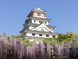 Karatsu Castle keep, rising above dramatic cascades of purple wisteria flowers in spring.