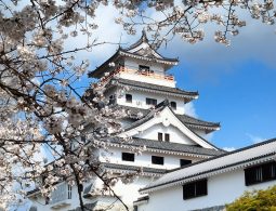 The white and black main keep of Karatsu Castle, framed by a dense cascade of white cherry blossoms against a clear blue, cloudy sky.