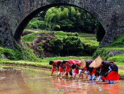 A group of people in traditional red and black farming attire planting rice in a muddy paddy beneath the large stone arch of Tsujun Bridge.