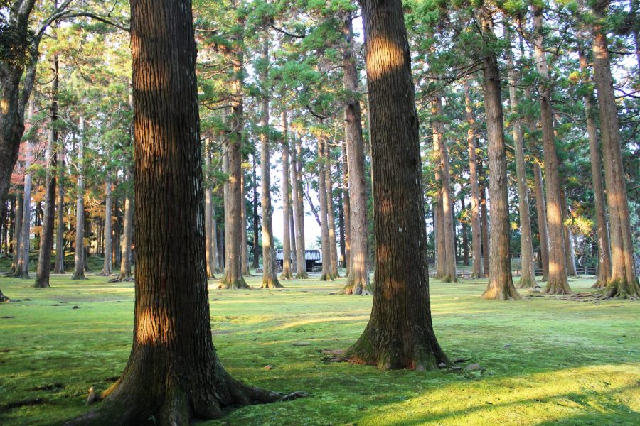 A lush forest of tall cedar or pine trees, with green moss covering the ground, illuminated by sunlight filtering through the trunks.