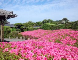 A close-up view of a traditional samurai residence corner, with a foreground full of blooming bright pink azalea bushes.