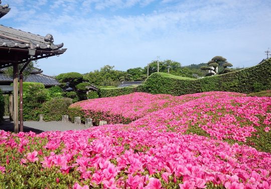 A close-up view of a traditional samurai residence corner, with a foreground full of blooming bright pink azalea bushes.