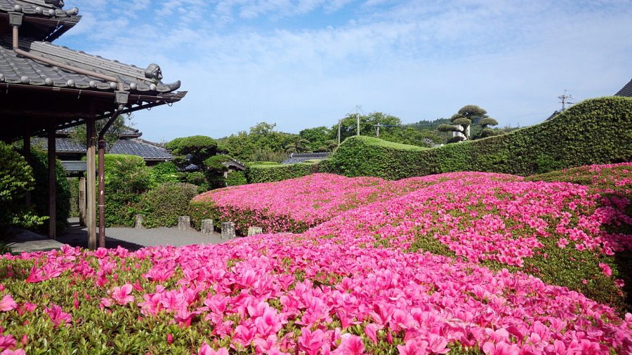 A close-up view of a traditional samurai residence corner, with a foreground full of blooming bright pink azalea bushes.