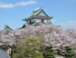 Wakayama Castle keep seen through the blooming pink cherry blossoms of the surrounding park.