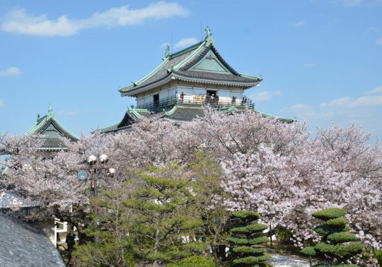 Wakayama Castle keep seen through the blooming pink cherry blossoms of the surrounding park.