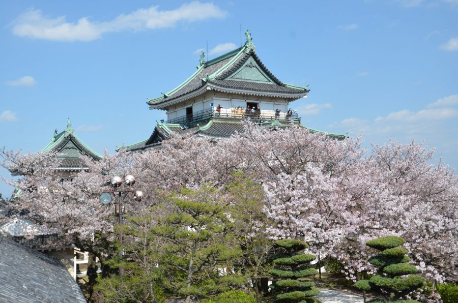 Wakayama Castle keep seen through the blooming pink cherry blossoms of the surrounding park.