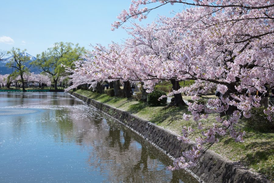 Cherry blossoms in full bloom along a waterway.