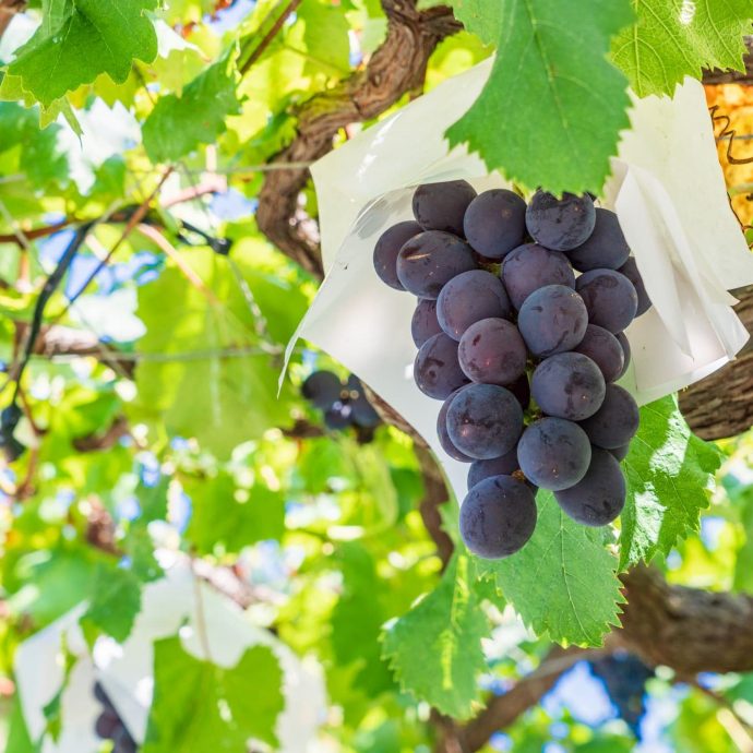 A bunch of purple grapes on the vine.