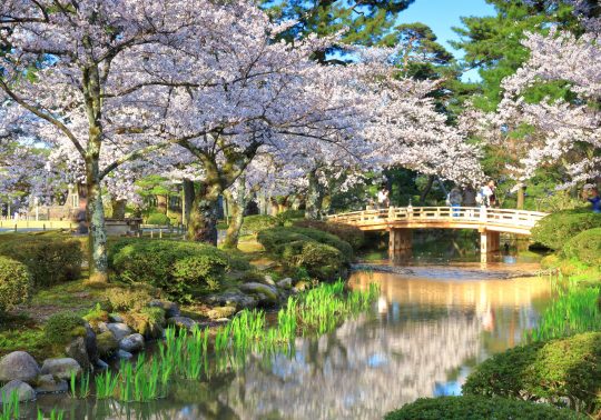 Wooden bridge over a pond in Kenrokuen Garden surrounded by blooming cherry blossoms.