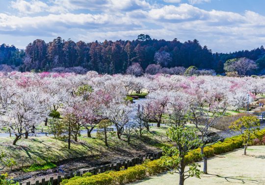 Wide view of Kairakuen Garden filled with blooming white and pink plum trees.