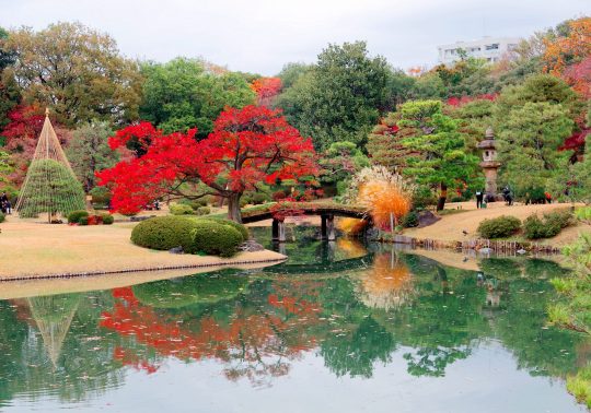 View of Rikugien Garden in autumn featuring vibrant red maple leaves, a pond, and a wooden bridge.