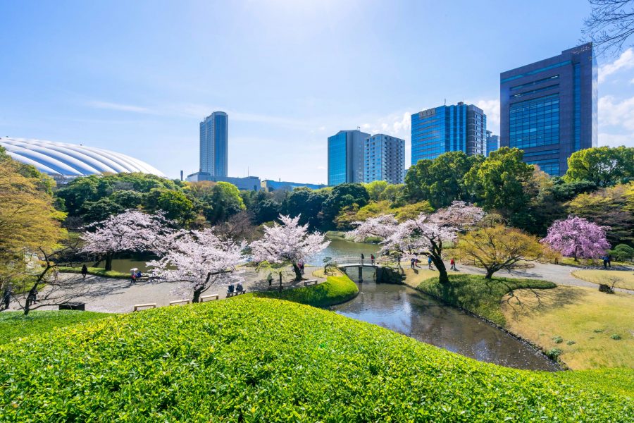 View of Koishikawa Korakuen Garden in spring featuring cherry blossoms, a pond, and Tokyo Dome in the background.
