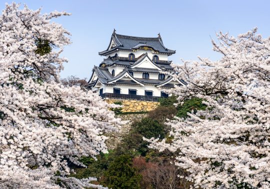 Hikone Castle main keep framed by cherry blossoms in full bloom.